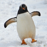 penguin.jpg