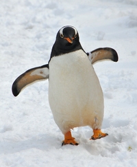 penguin.jpg